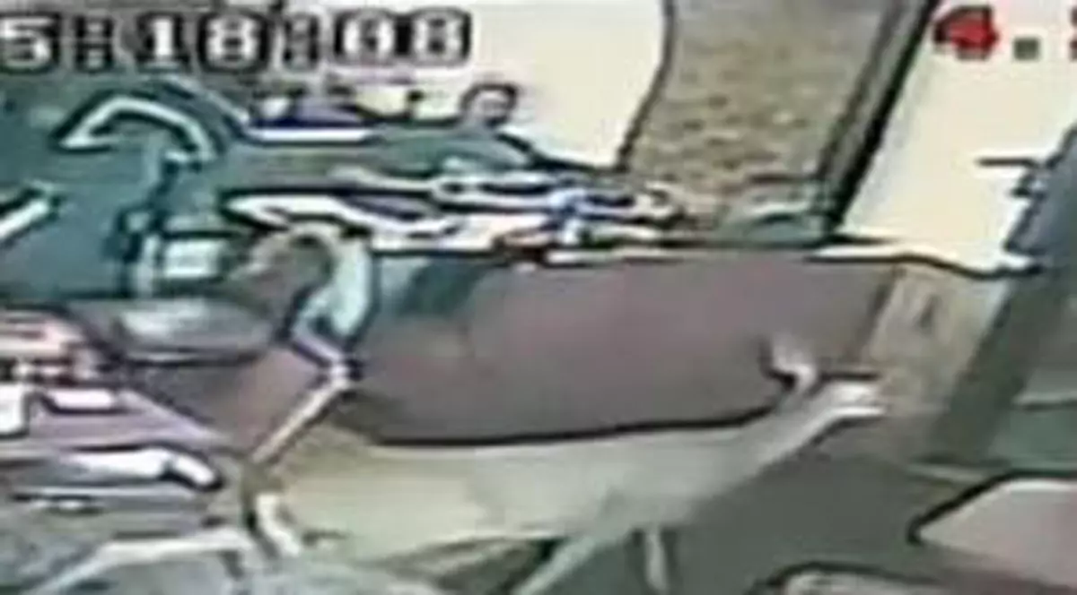 VIDEO / O căprioară dă buzna la restaurant