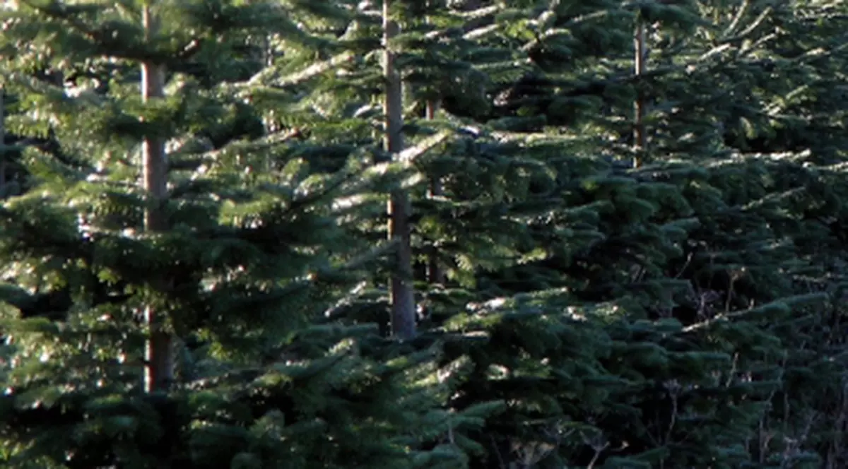 În Mexic se fac defrişări pentru a proteja fluturii monarh