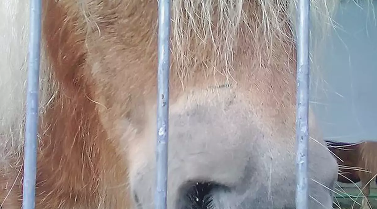 Ce i-aţi făcut bietului ponei?