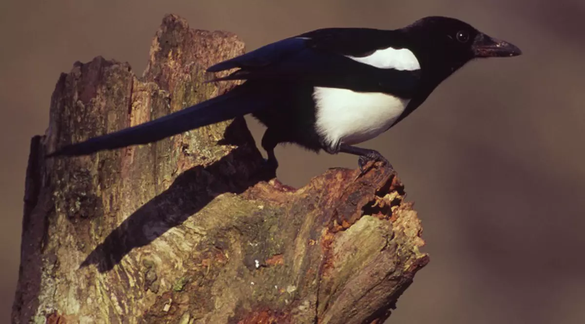 Coţofenele îşi jelesc morţii