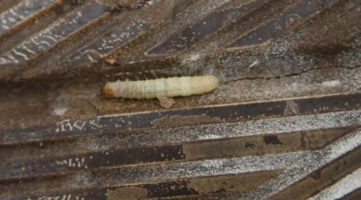 A mâncat ciocolată cu viermi