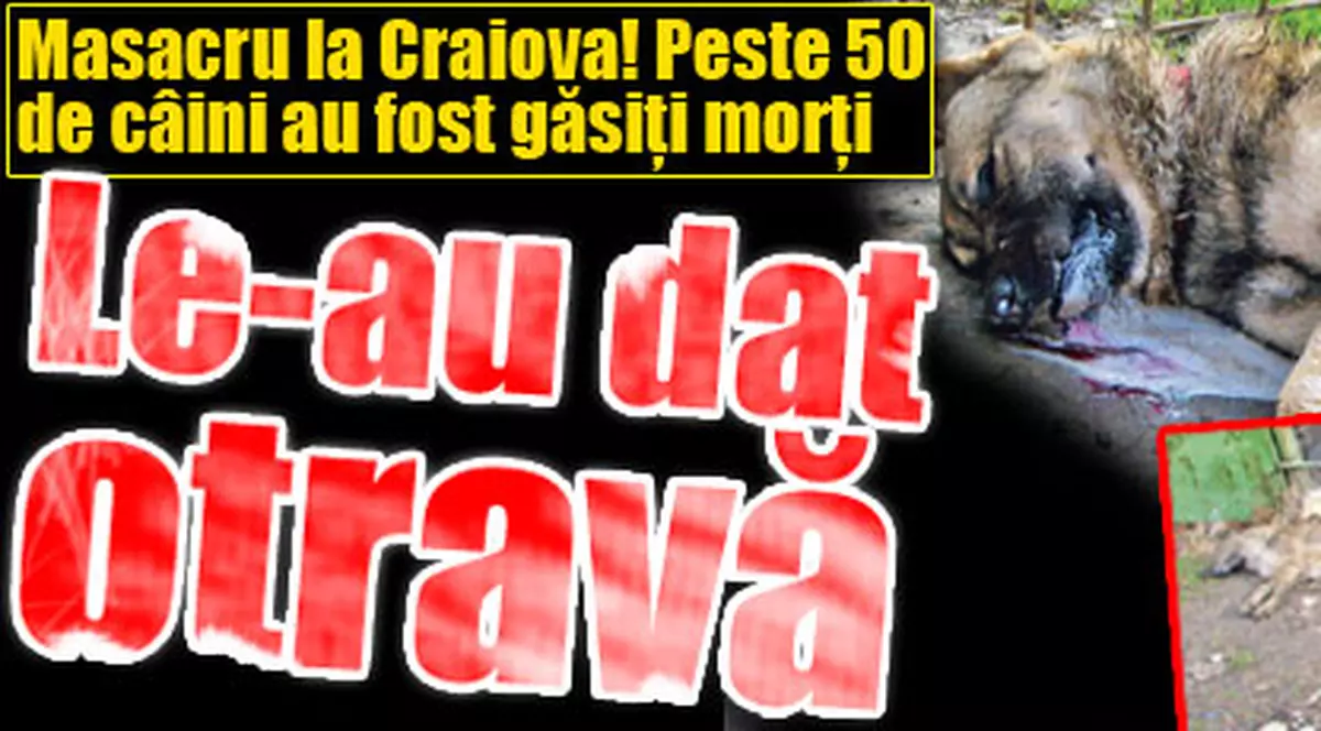 Masacru la Craiova! Peste 50 de câini au fost găsiţi morţi