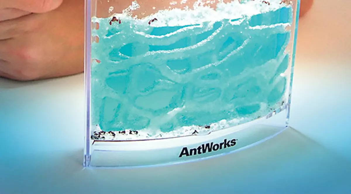 Ia-ţi acvariu pentru furnici