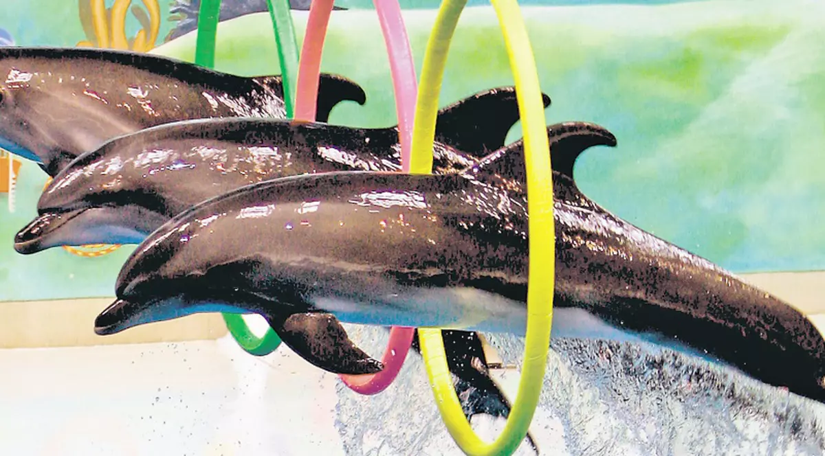 Delfinii ajung la Constanţa abia la anu’