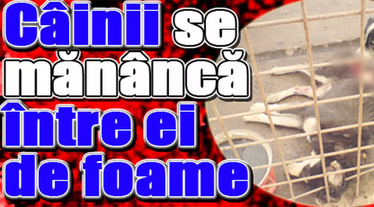 Câinii se mănâncă între ei de foame