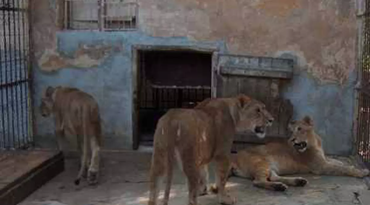 O invalidă britanică dă bani pentru leii din Oradea! S-au strâns 104.000 £