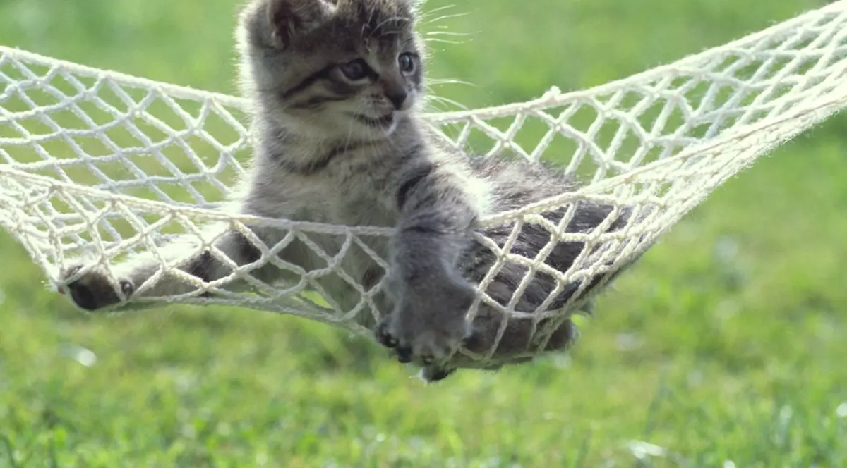 Ginger adoră să se relaxeze în hamac