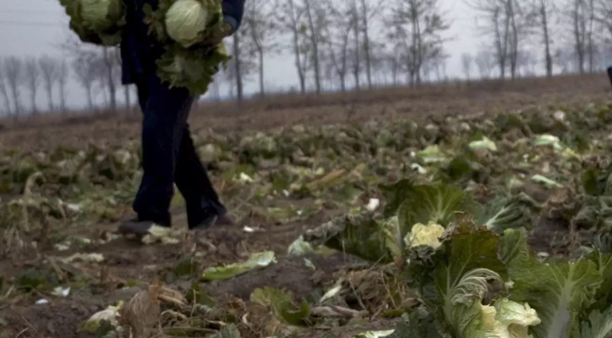 Mănâncă 20 de kilograme de legume, în fiecare zi, la apus