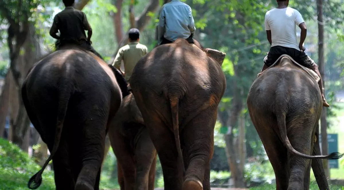 În India, elefanţii nu vor mai putea fi văzuţi la Zoo