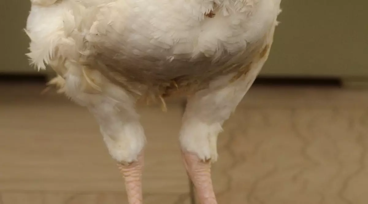 Vrea 2.600 de dolari pentru a-şi opera curcanul