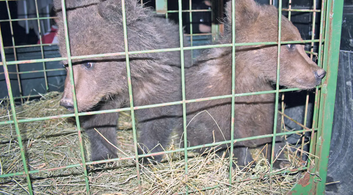Mami, de ce ne-ai abandonat?