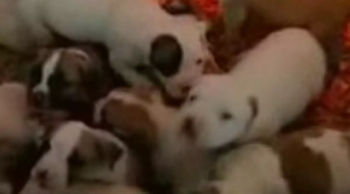 A adus pe lume 21 de căţeluşi odată!