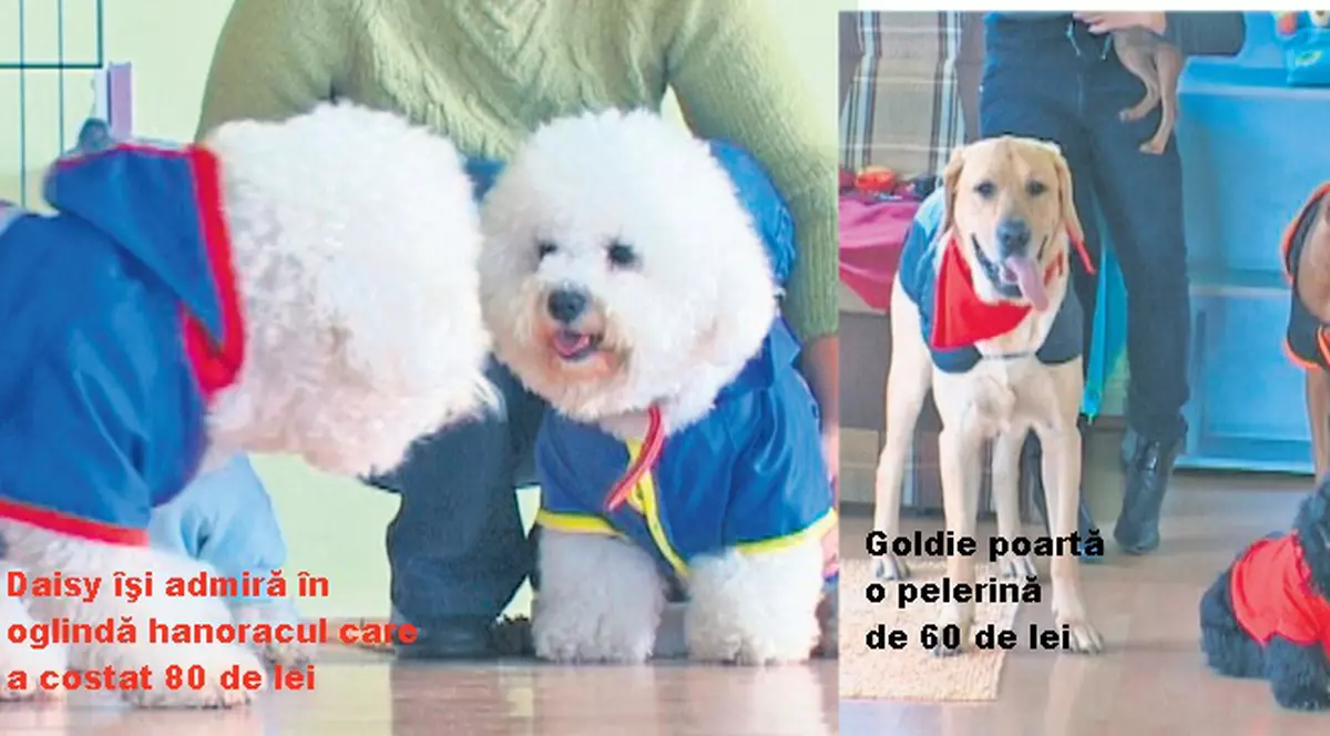 O grădiniţă de câini din Baia Mare oferă şi hăinuţe pentru patrupede