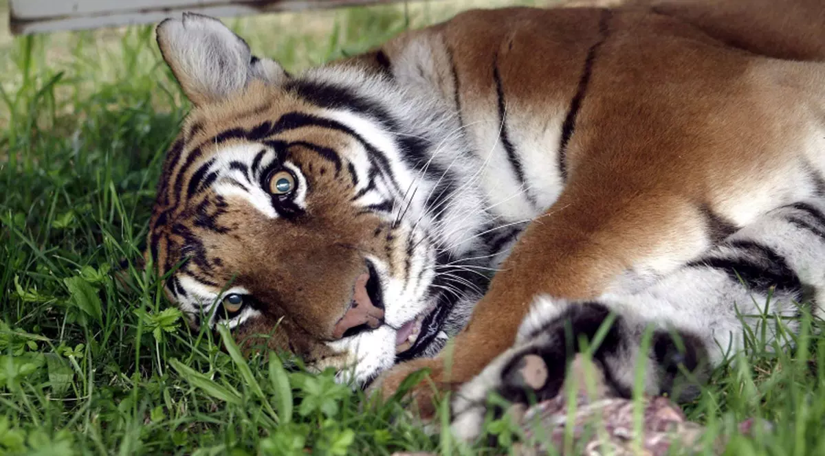 Dresor de tigri, sfâşiat de propriile animale