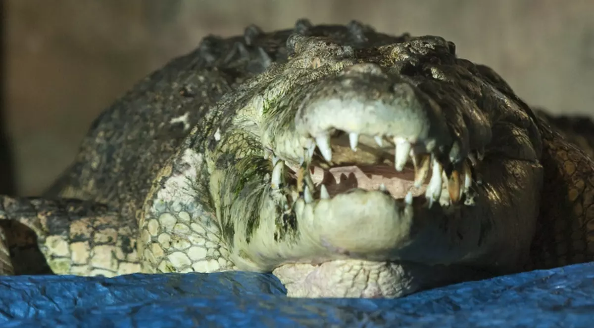 Unul dintre cei mai mari crocodili din lume s-a mutat la Sydney