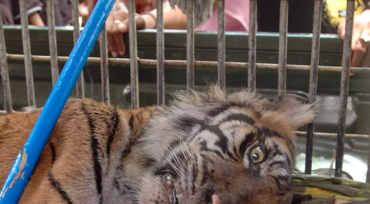 A mâncat ultimul tigru de Indochina şi va face 12 ani închisoare