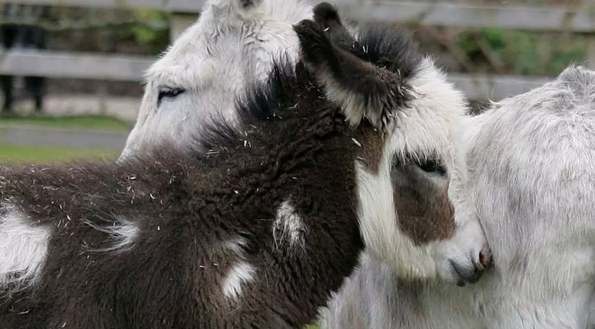 Doi măgăruşi din scena Naşterii Domnului au evadat