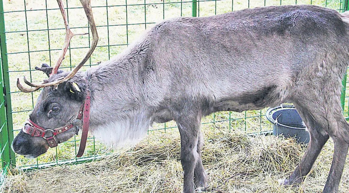Au sosit renii în Capitală!