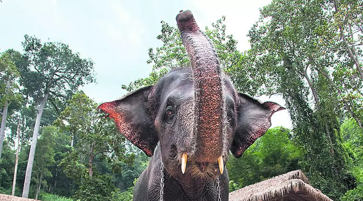 Ai încerca un astfel de masaj?