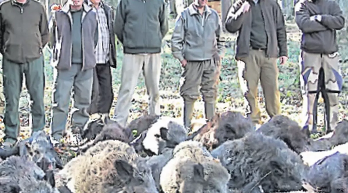 Au împuşcat 40 de mistreţi