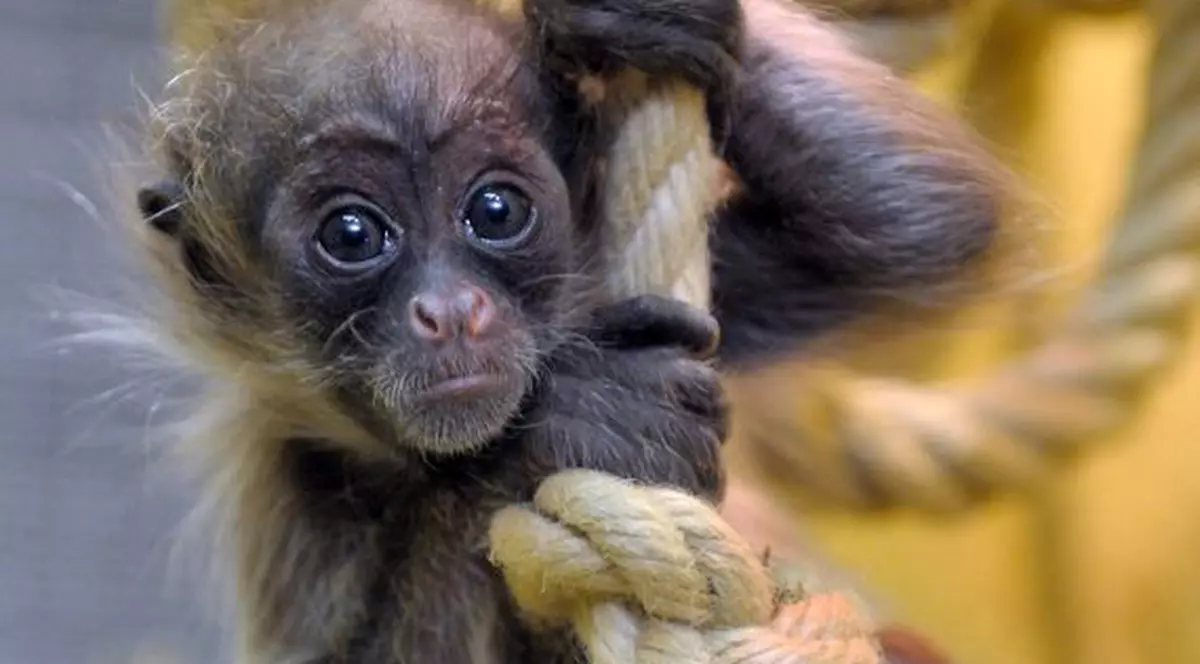 Profesor de arte marţiale bătut de maimuţe