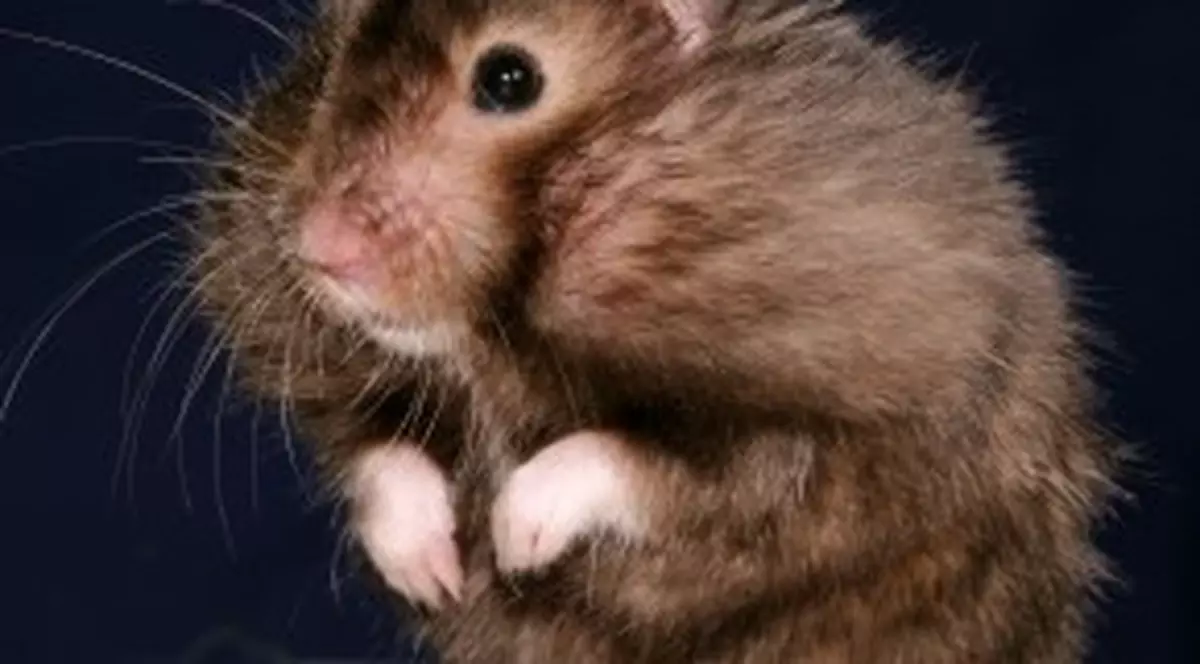 O profesoară a omorât un hamster în faţa elevilor îngroziţi / Video