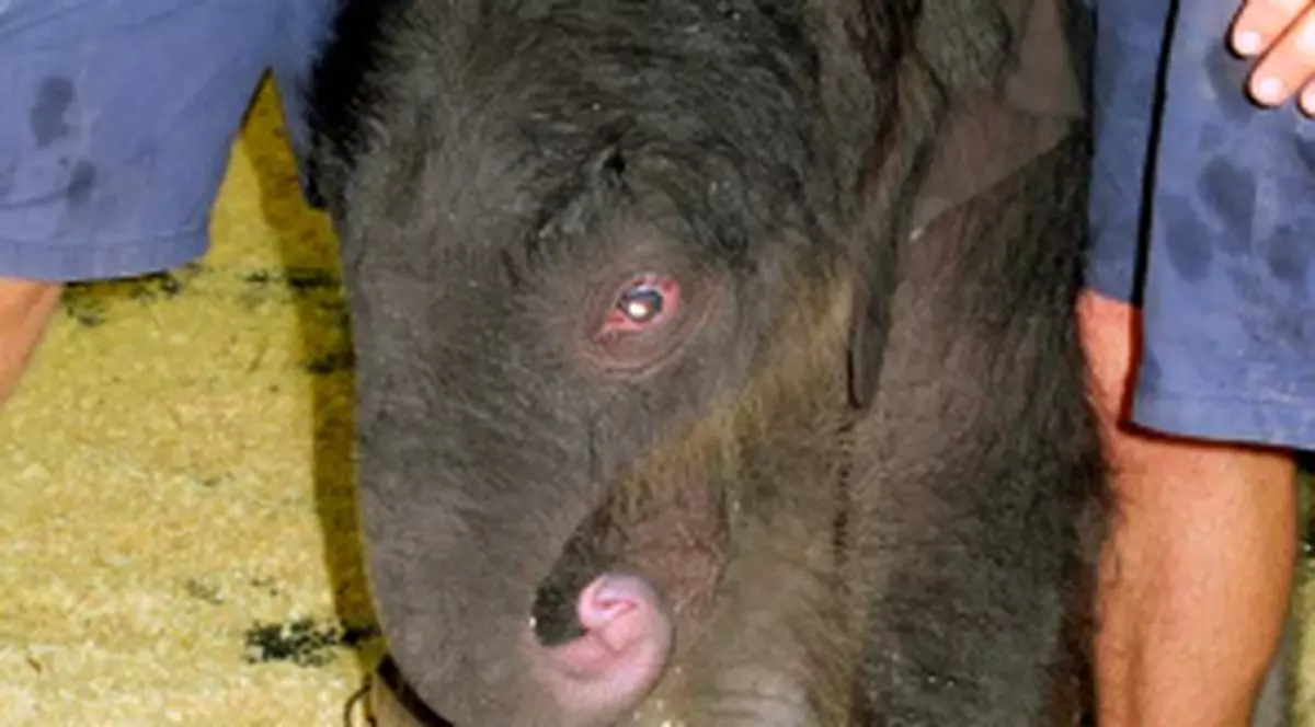 Uite cât de mic este un bebe-elefant!