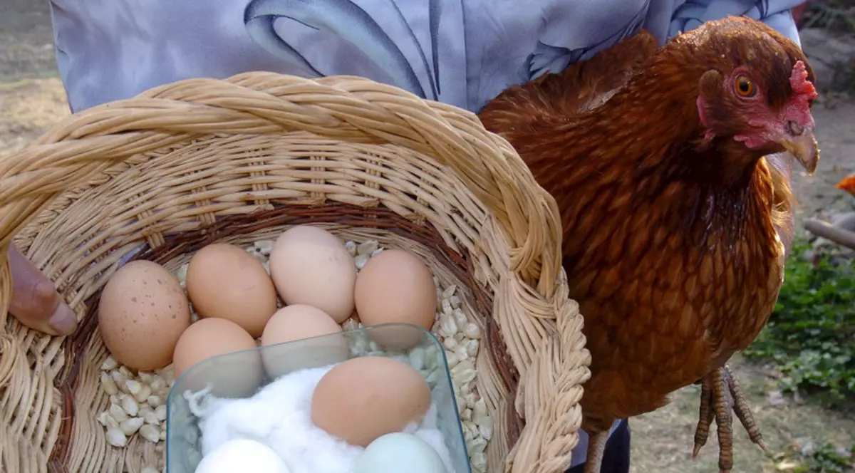 Găinile stresate fac ouă mai mici