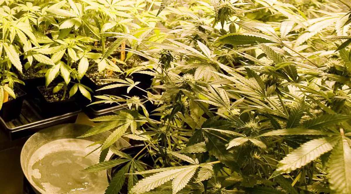 Concurs pentru desemnarea celei mai bune marijuana