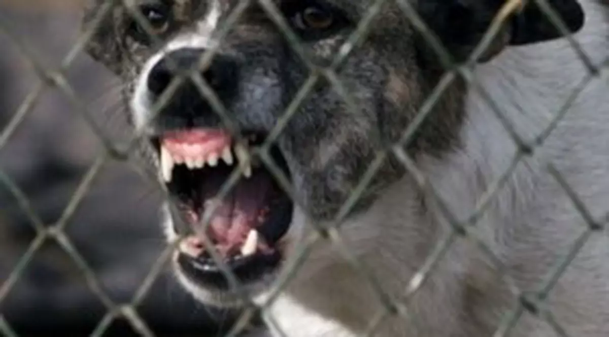 13 animale de la Zoo Sofia, mâncate de câini vagabonzi