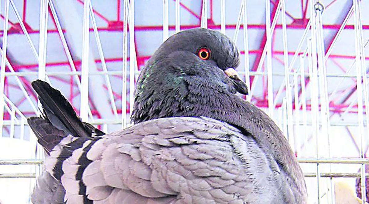 Cât de arătos sunt!