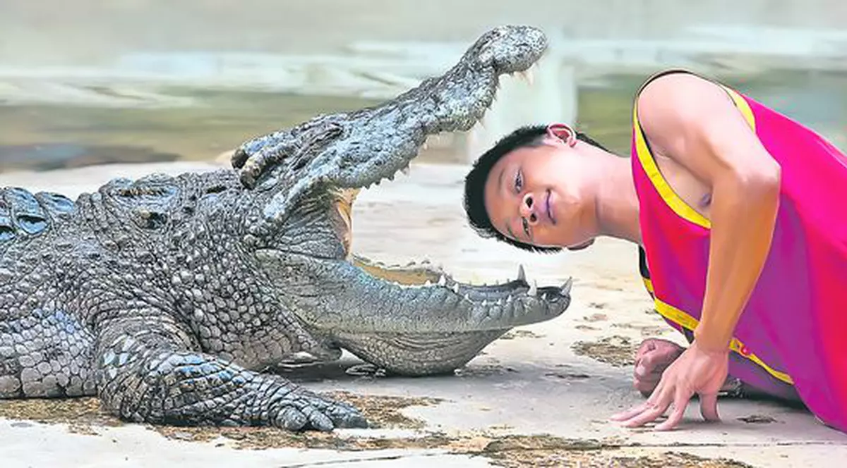 Plătit să bage capul în gura crocodililor