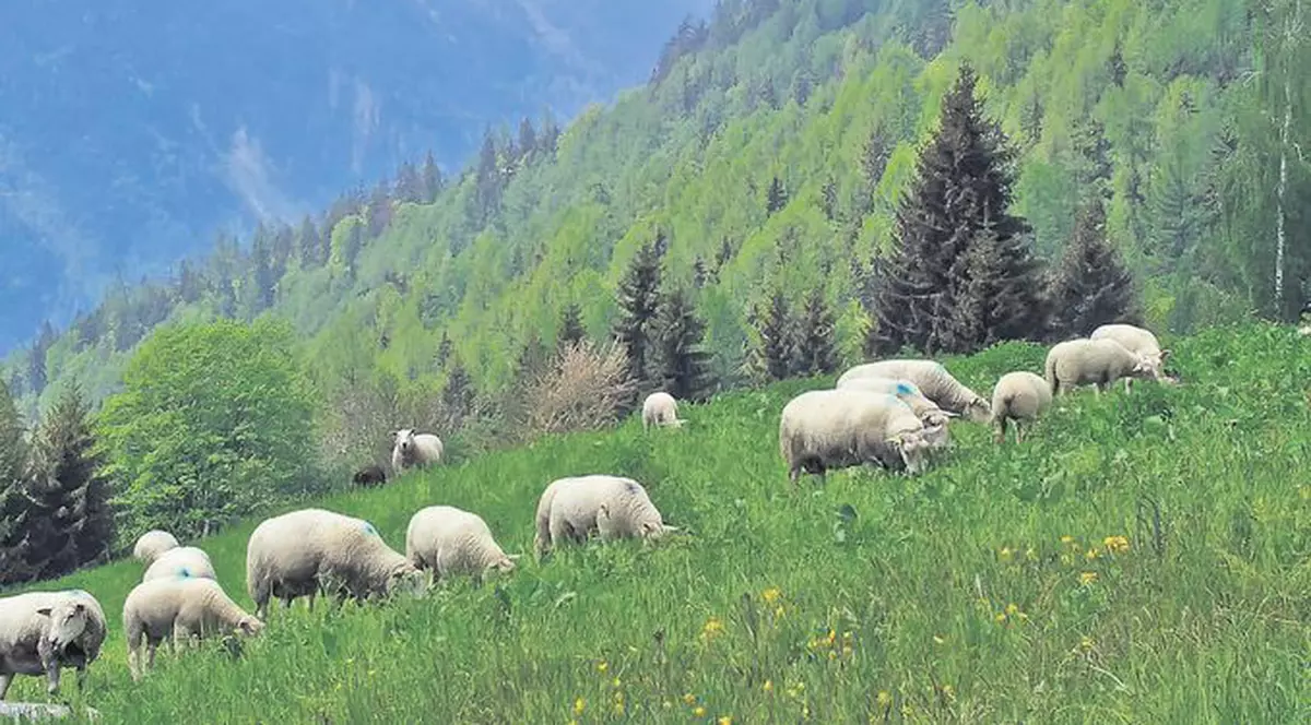 Peste 150 de copii din Alba intră în vacanță mai devreme, ca să poată pleca... în transhumanță