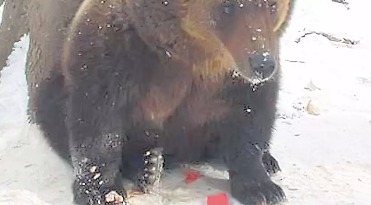 Baloo, topit după... suc