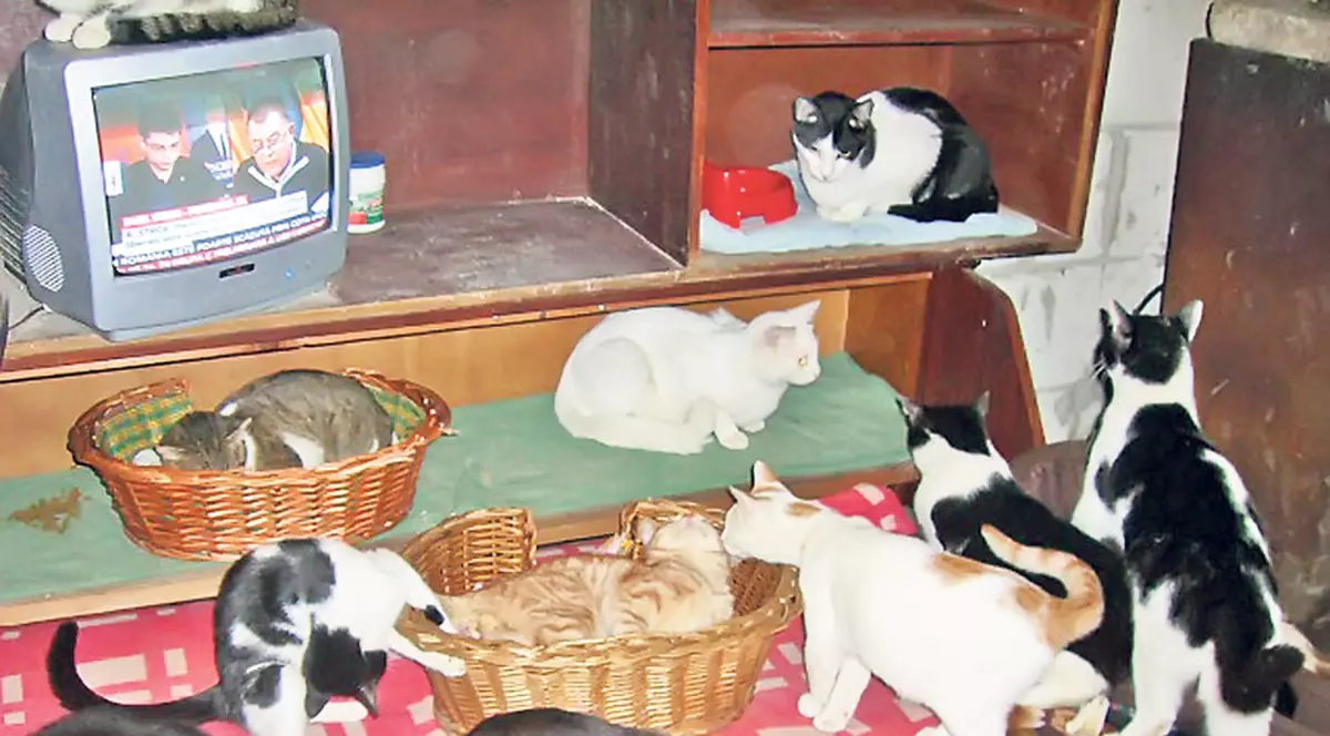 A adoptat 27 de pisici