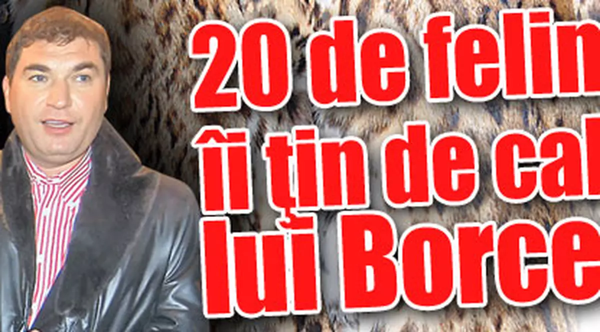 20 de feline îi ţin de cald lui Borcea