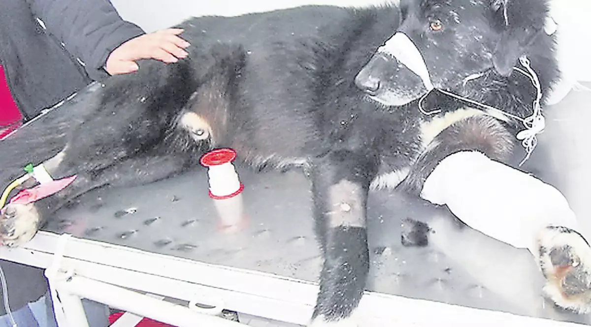 Au ciuruit bietul căţel