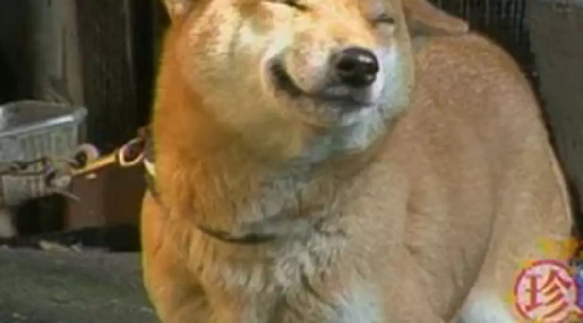 Câinele care zâmbeşte când e fericit / Video