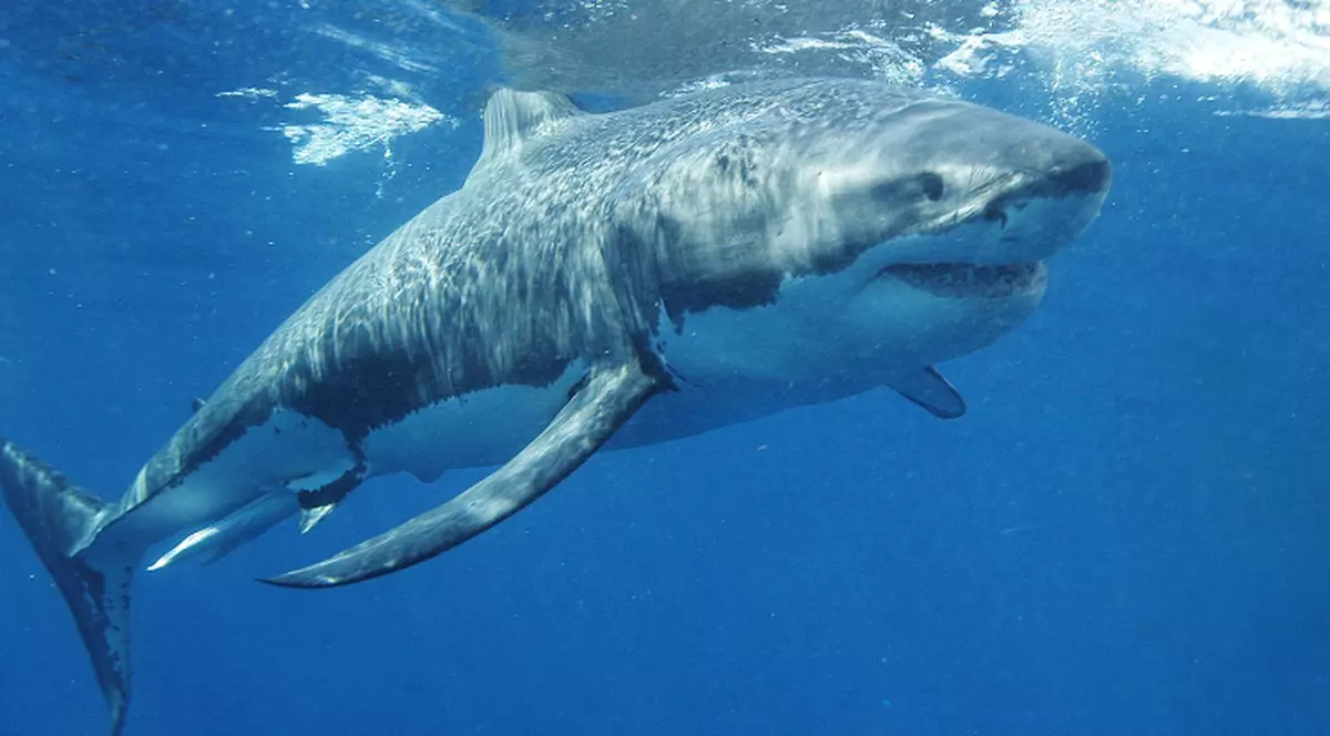 Marele Alb, specimen mai rar ca tigrii