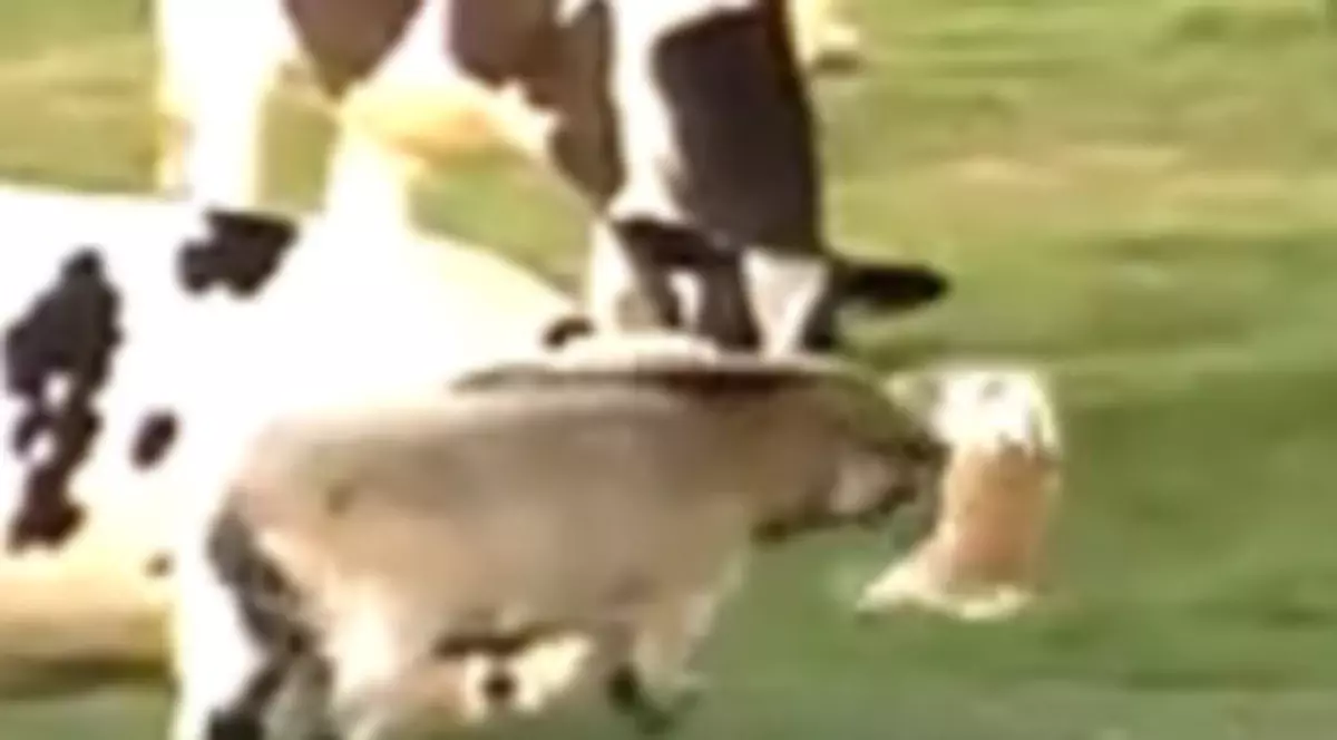 Iepurele care ia la bătaie un ţap / Video