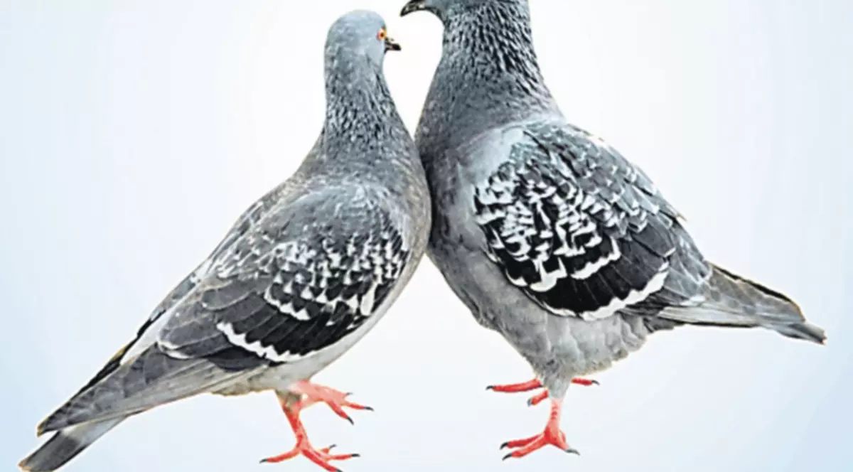 ”Olimpiada porumbeilor”, organizată în București