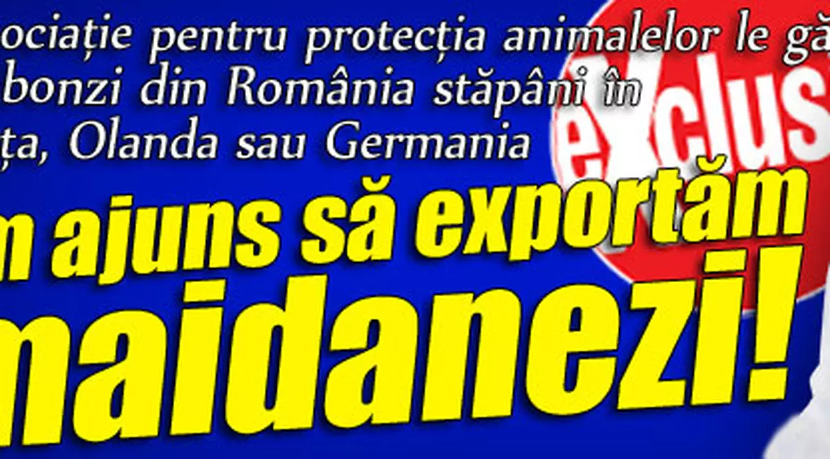 Exclusiv / Maidanezii noştri au fost adoptaţi în străinătate