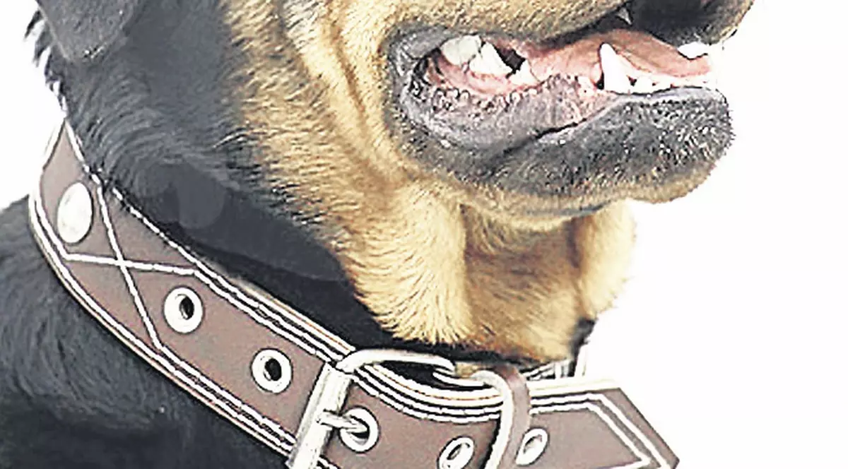 Scalpat de un rottweiler