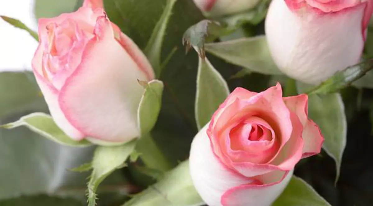 România a importat flori de peste 16 milioane de euro