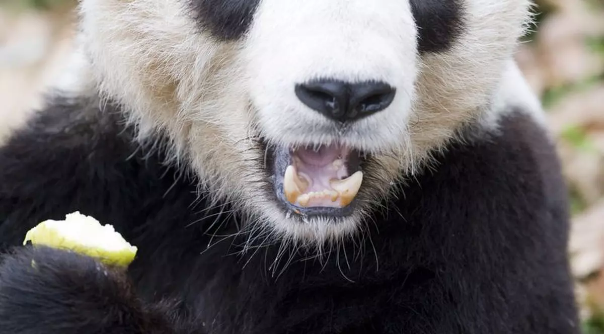 Un panda a fost găsit într-o fermă, mâncând ca un porc