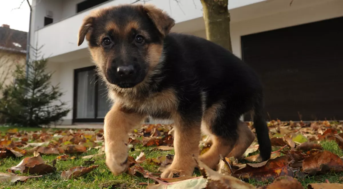 "Poliţia animalelor", în Capitală