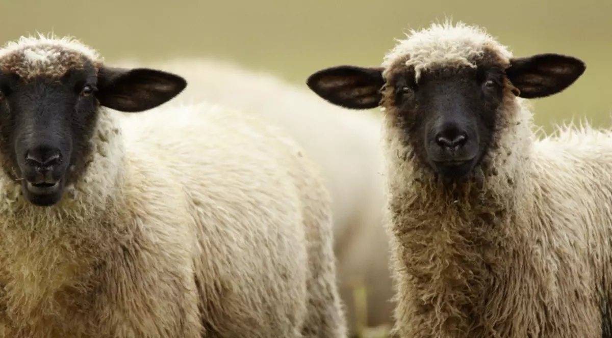 Oi confiscate de Fisc, în lipsa banilor