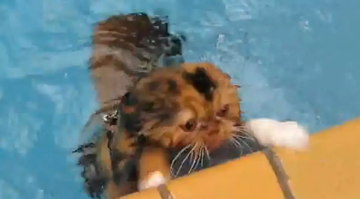 Video / Prinny, mâţa care adoră să înoate