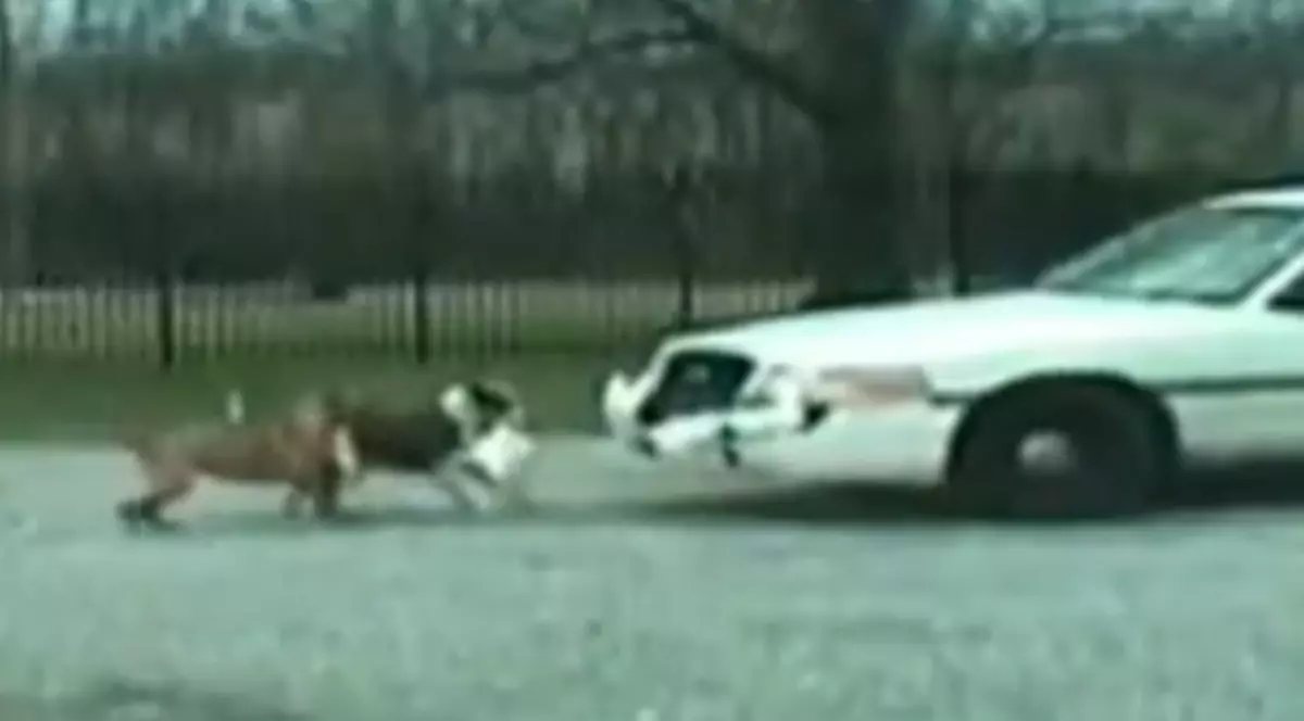Un pitbull a făcut 15 zile de închisoare pentru că a atacat o maşină de poliţie / Video 