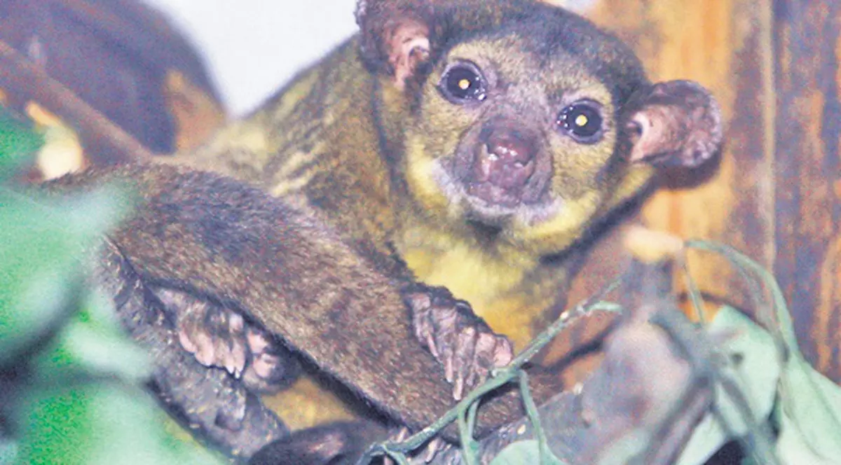 Ce «locatari» ciudaţi au sosit la Zoo!